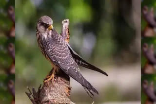 Chiuluan2 and Guangram, two Amur falcons from Manipur. highlight the importance of migratory stopovers and conservation efforts as they fly through vast distances Toward Africa.