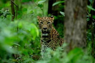 LEOPARD DEATH