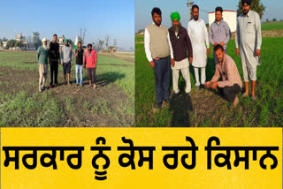 ​​WHEAT CROP IN BARNALA