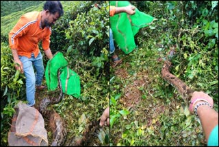 13-foot-long python spotted in tea estate Chikkamagaluru