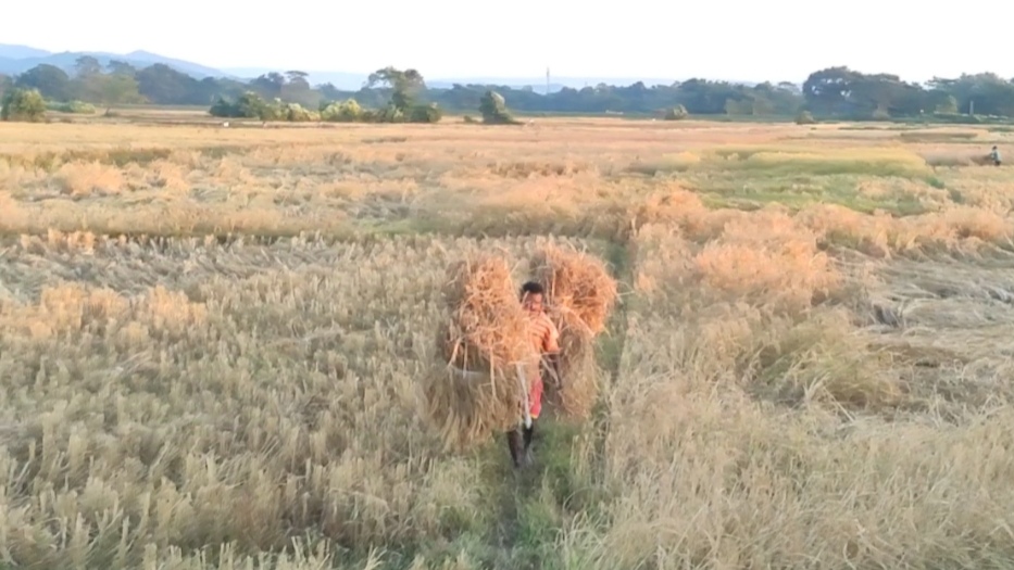 Paddy Harvesting