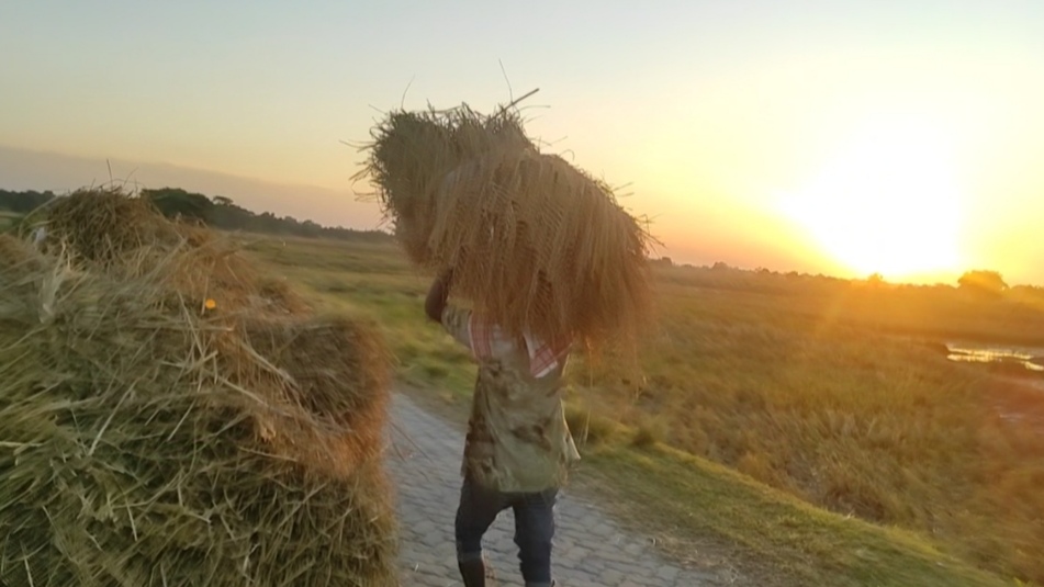 Paddy Harvesting