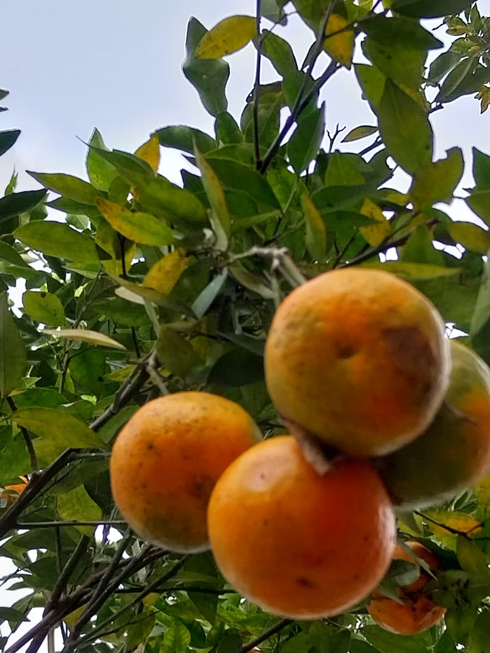 Orange Festival is being held in Assam Ampri valley for the first time