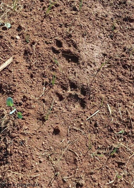 Tiger footprints in Marwahi