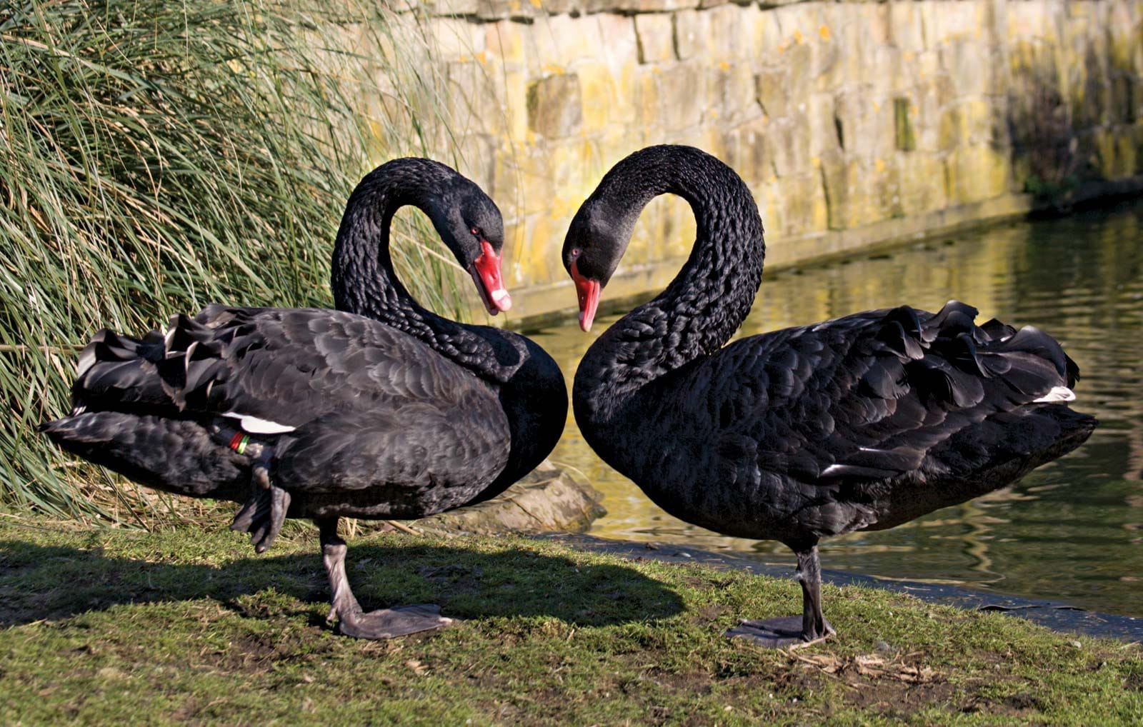 ANIMALS IN KANPUR ZOO