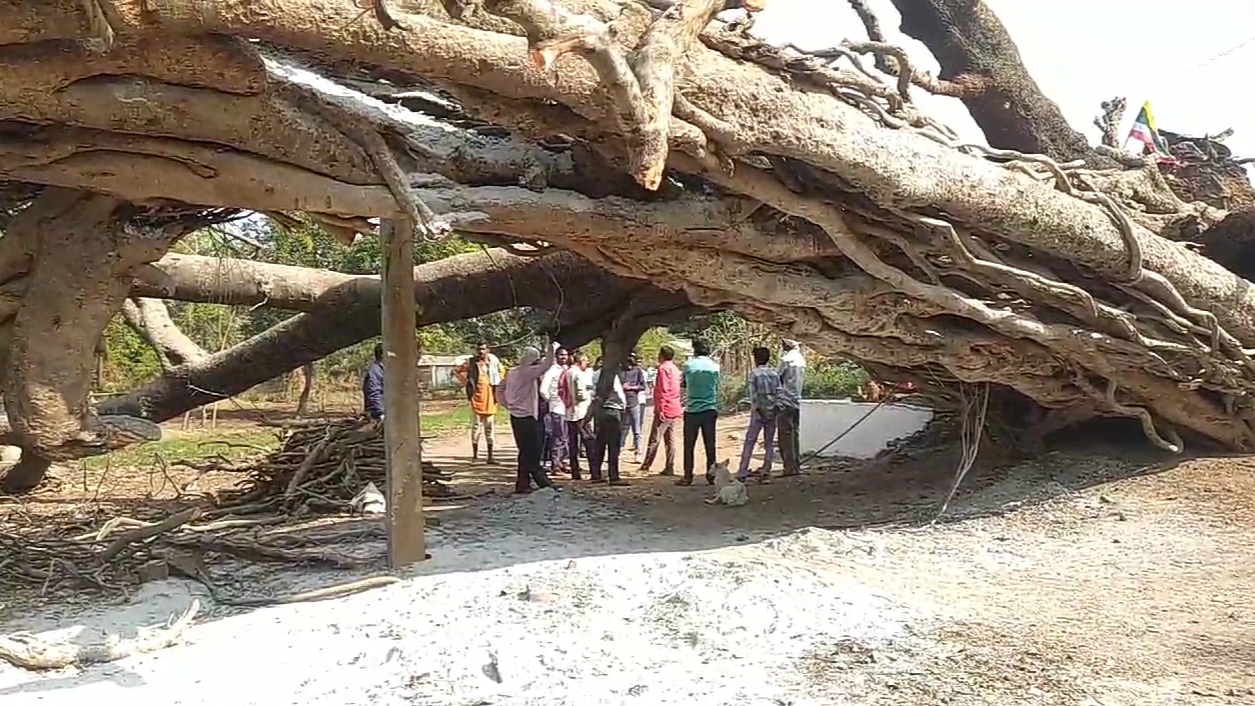 Sagar old banyan tree Collapsed