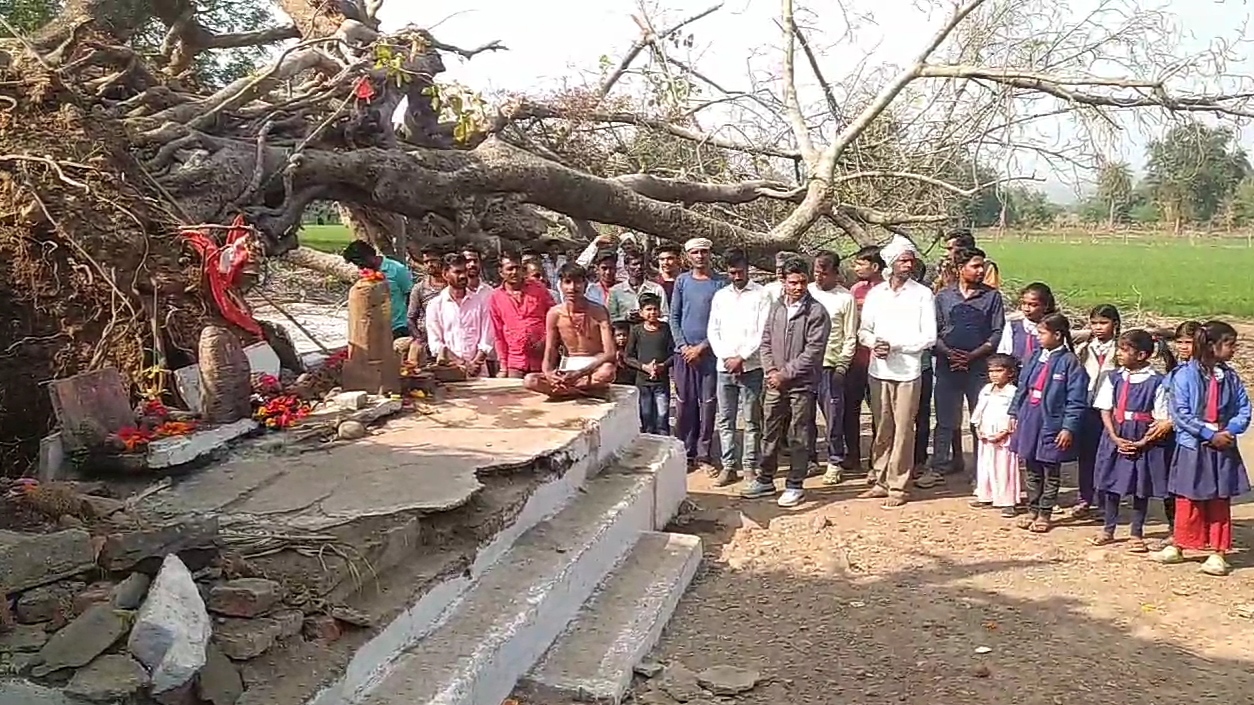 Sagar old banyan tree Collapsed