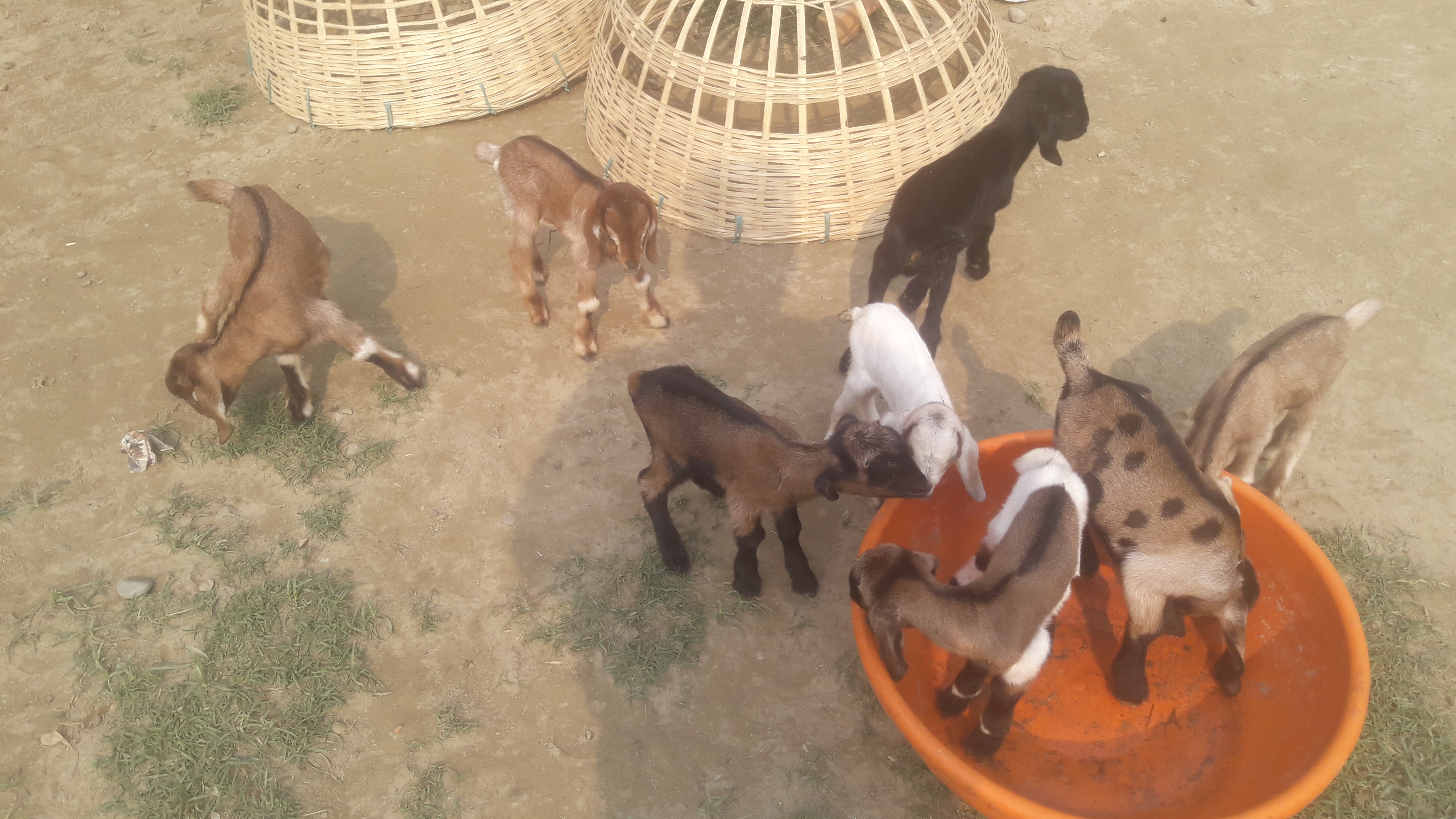 Farmers making good income by rearing goats in bettiah