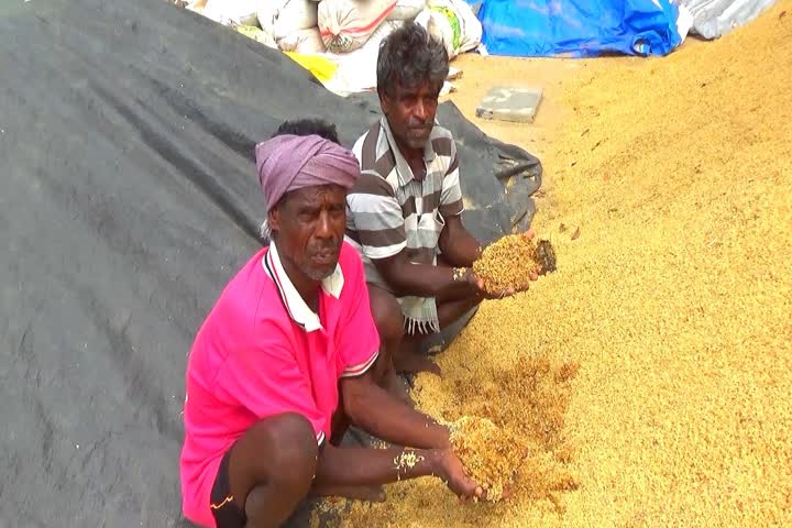 கொள்முதல் செய்யாமல் 20 நாட்களுக்கு மேலாக சாலையில் கிடக்கும் நெல் மணிகள்… 