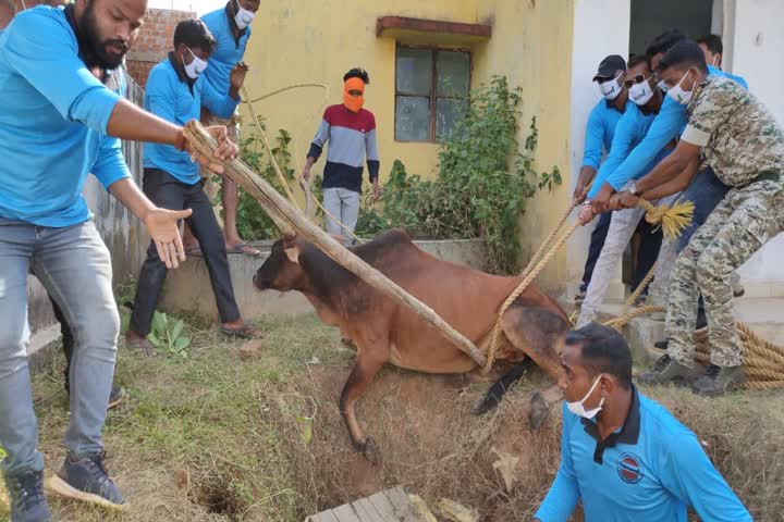 Cow took out from pit after 3 hours