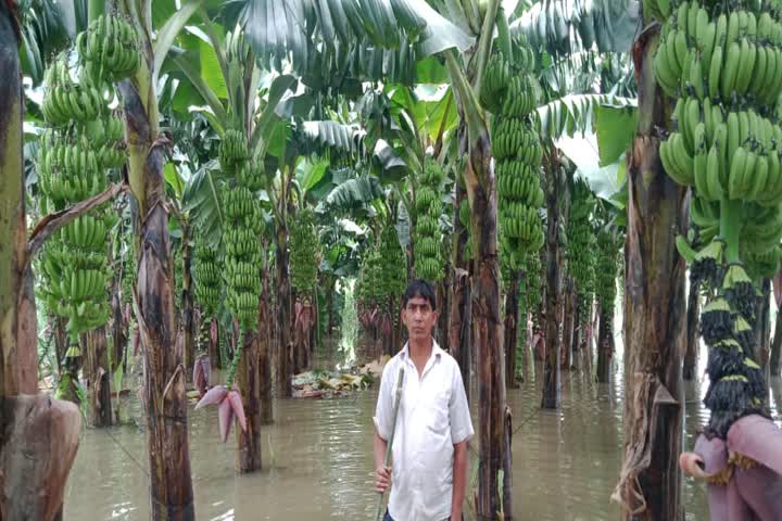 Farmers demanded compensation for the banana crop ruined by floods in Bettiah