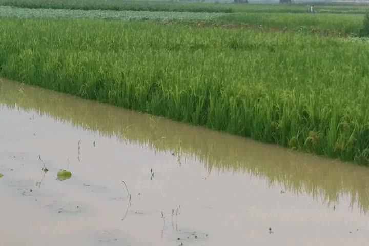 crops are being destroyed due to rain