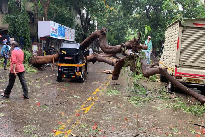 Thane- A big tree collapses on two vehicles in Pachpakhadi area, fortunately no casualty reported.