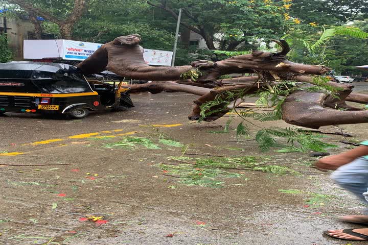 Thane- A big tree collapses on two vehicles in Pachpakhadi area, fortunately no casualty reported.