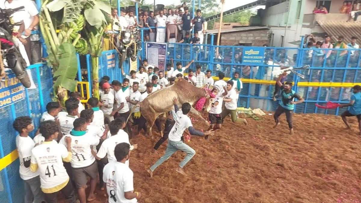 Thachankurichi Jallikattu in Pudukkottai