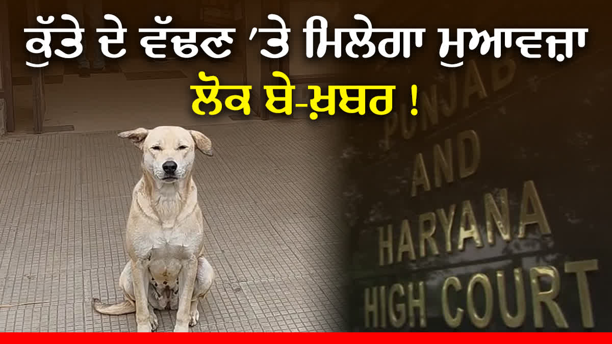 Compensation On Dog Bite, ludhiana civil hospital