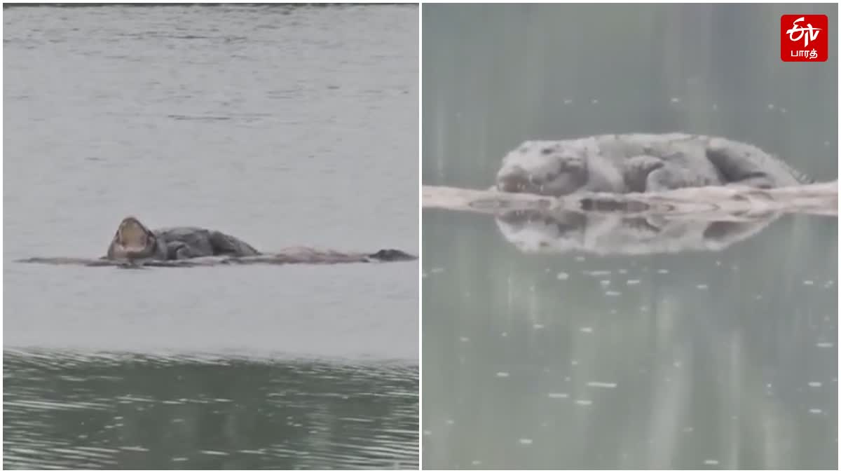 சீத்தக்காடு தடுப்பணையில் உலா வரும் முதலைகள்.. வனத்துறையினருக்கு பொதுமக்கள் கோரிக்கை!, crocodiles-roaming-seethakadu-barrage-in-tiruppur