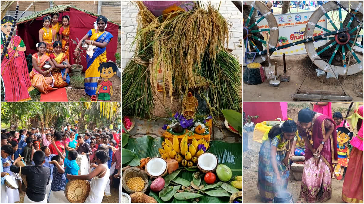 pongal celebration in karthi vidhyalaya school at thanjavur