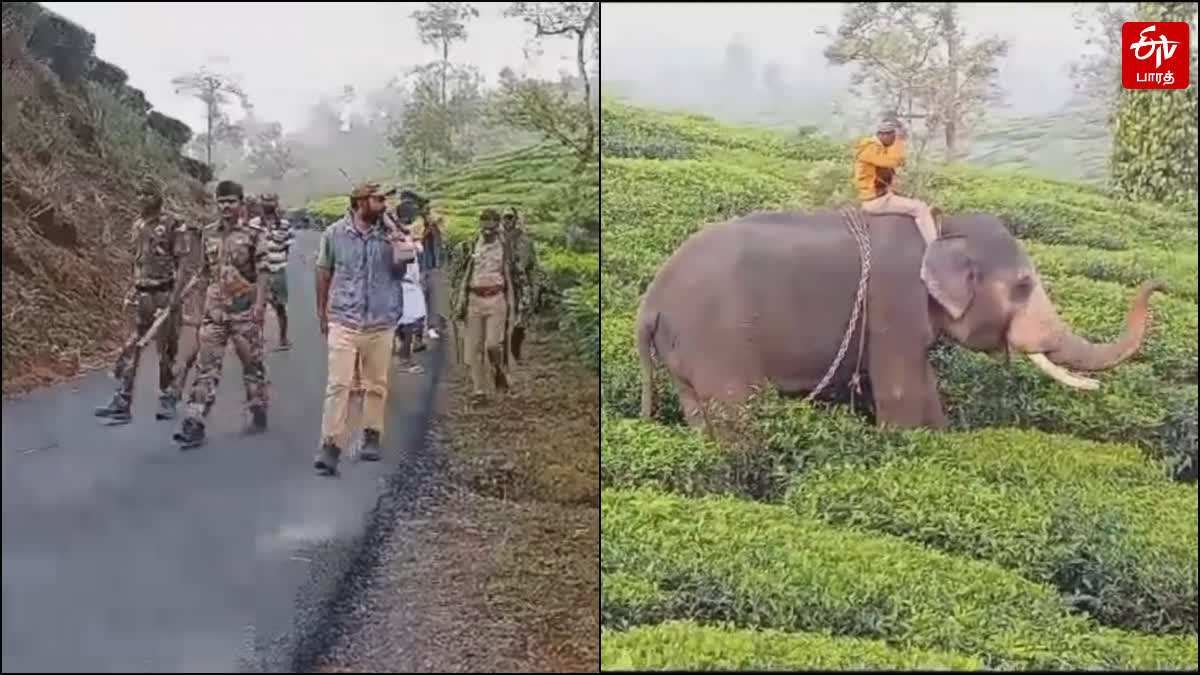 கும்கி யானை கொண்டு சிறுத்தையை தேடும் பணி தீவிரம்