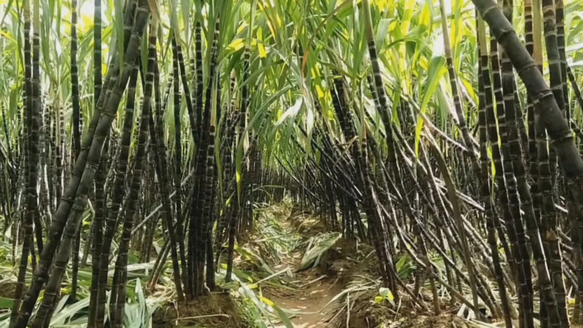 Pongal Sugarcane Purchase Price