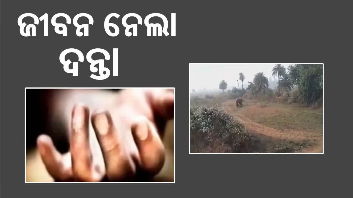 ହାତୀ ଆକ୍ରମଣରେ ଚାଷୀ ମୃତ