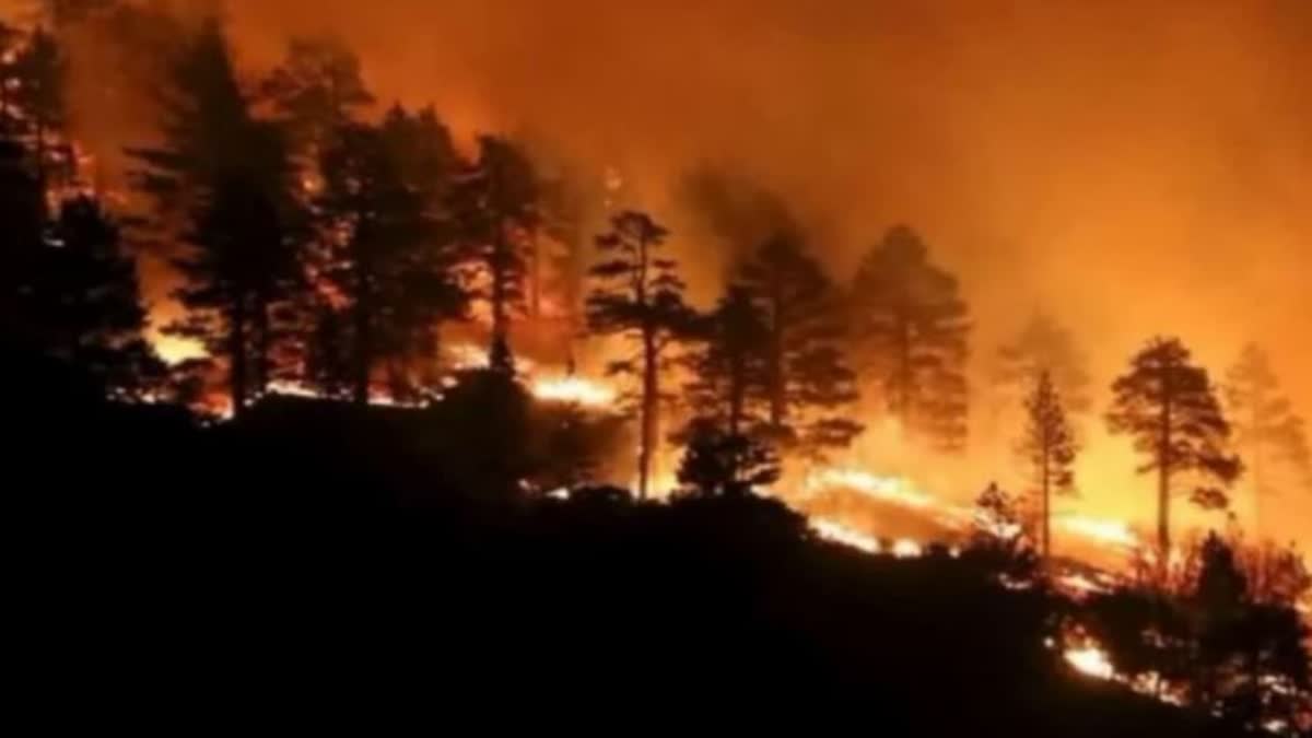 Dry weather is one of the main causes of forest fires in kashmir