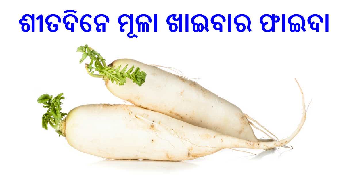 ଶୀତଦିନେ ମୂଳା ଖାଇବା ଦ୍ବାରା ଅନେକ ରୋଗରୁ ମିଳିଥାଏ ମୁକ୍ତି, ଜାଣନ୍ତୁ ଏହାର ଫାଇଦା