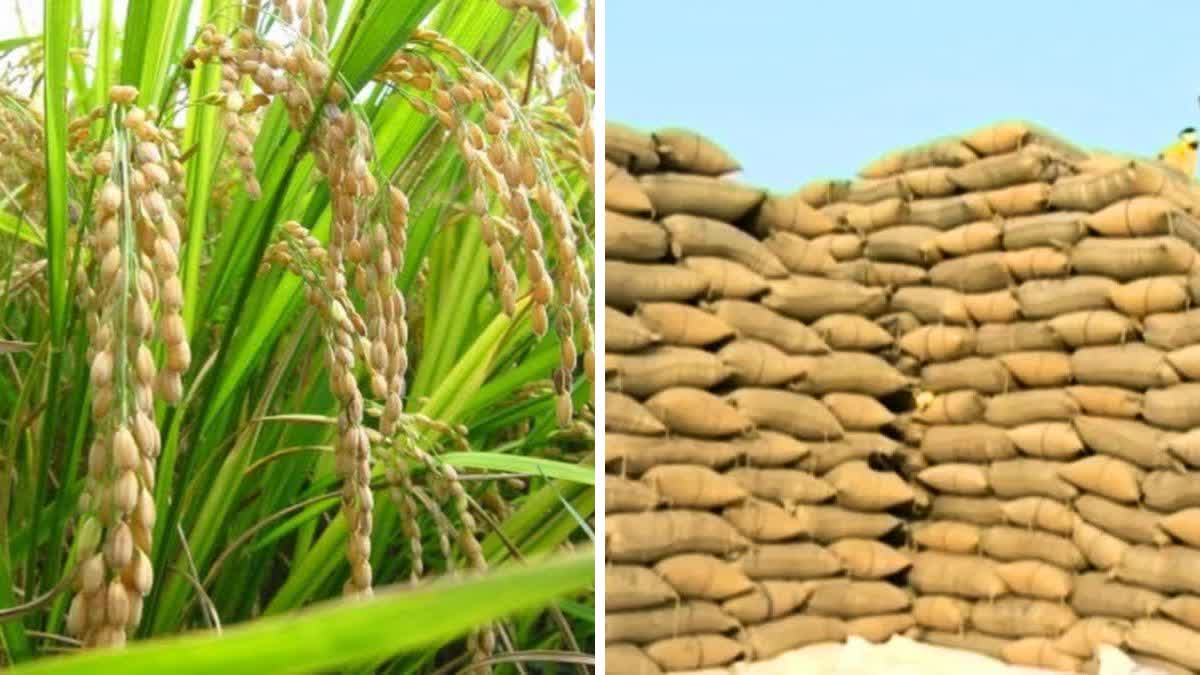 Chhattisgarh paddy purchased