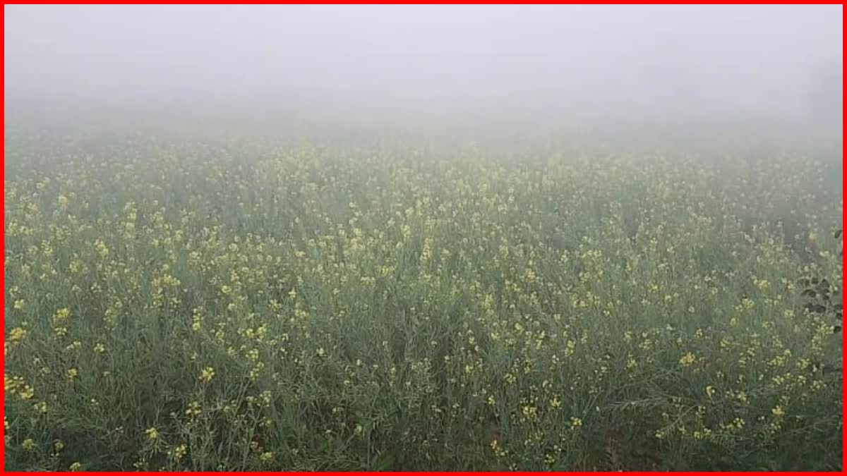 Dew Benefits Crops in Haryana