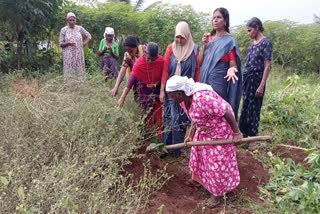 Kurunthotti cultivation  Thriveni  കുറുന്തോട്ടി കൃഷി  ത്രിവേണി വനിതാ കൂട്ടായ്‌മ