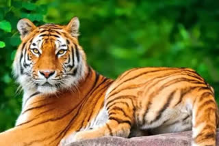 Tiger dies in road accident