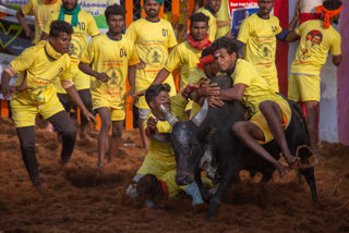 Jallikattu 2024 (File Photo)