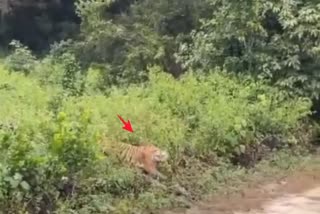 tigress run aggressively towards the people doing safari in ramnagar jim corbett park