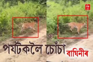 tiger attack video
