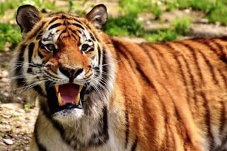 Tigress found dead in Kagaznagar forest