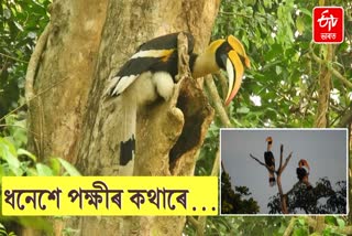 Great hornbill birds