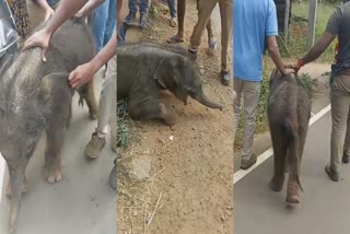 കൂട്ടംതെറ്റി കാട്ടാന  കാട്ടാനകുട്ടി  wild elephant calf  elephant calf Separate