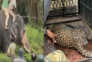 Tamilnadu leopard trapped  നീലഗിരിയിൽ പുലി പിടിയിൽ  രണ്ട് പേരെ കടിച്ച് കൊന്നു  leopard killed 2 persons