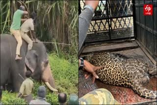 Leopard attack in Gudalur