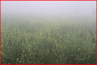 Dew Benefits Crops in Haryana