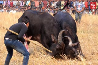 Ahotguri Buffalo fight