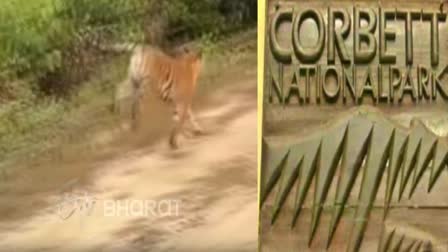 Chilling moment for tourists as tigress leaps past safari vehicle in Jim Corbett