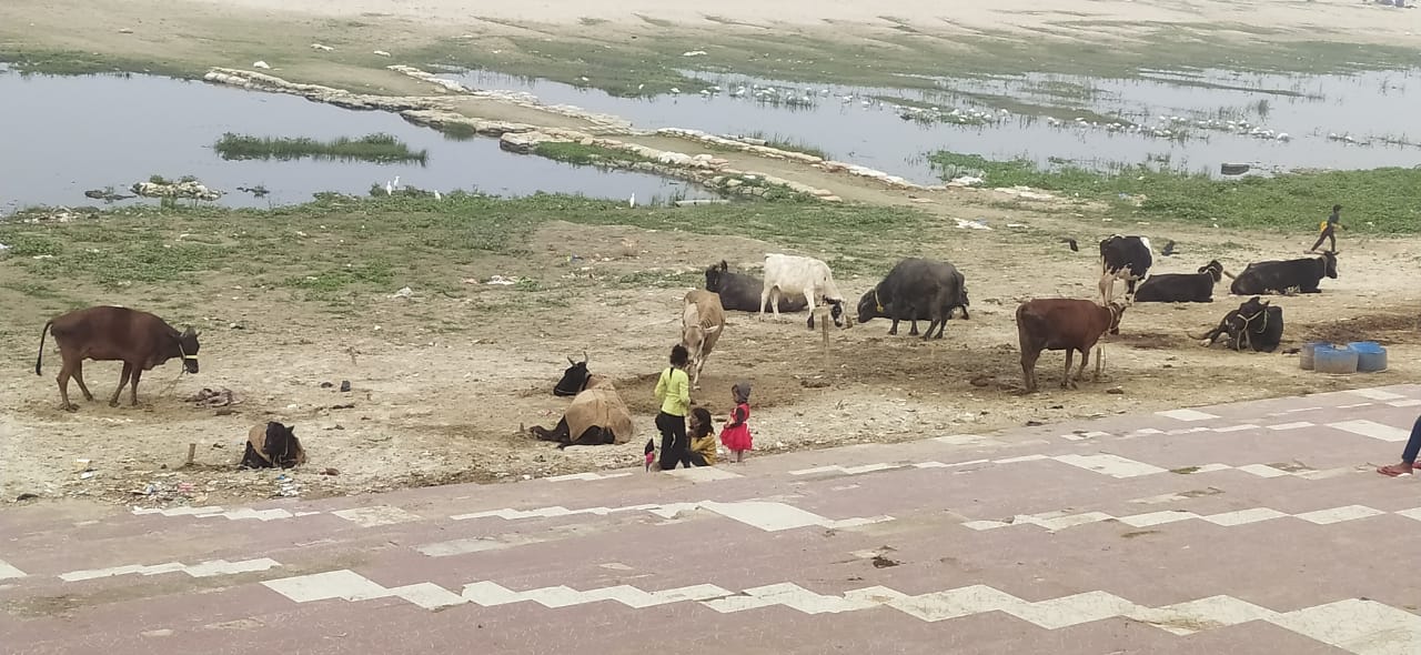 ्हांडी साहब गुरुद्वारा परिसर में गाय भैंस