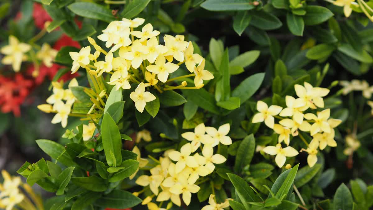 IXORA PLANT GROWING TIPS  ചെത്തി ഇന്‍ഡോറില്‍ വളര്‍ത്താം  AGRICULTURE NEWS MALAYALAM  IXORA FLOWERING TIPS