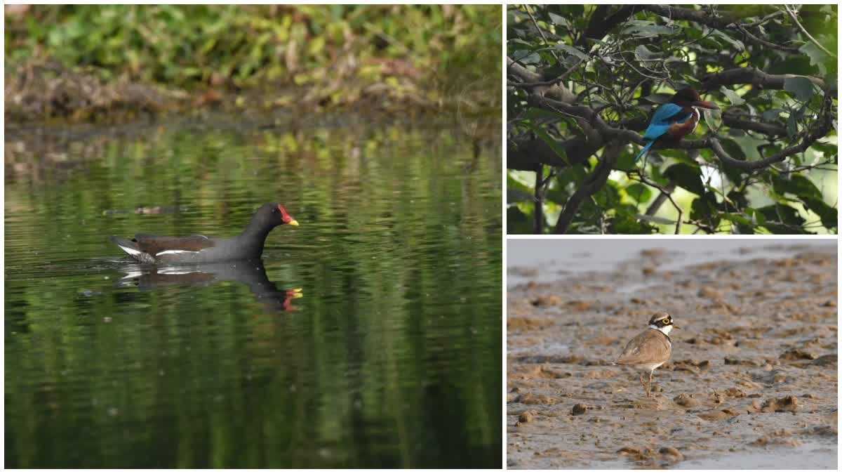 foreign birds in Palamu