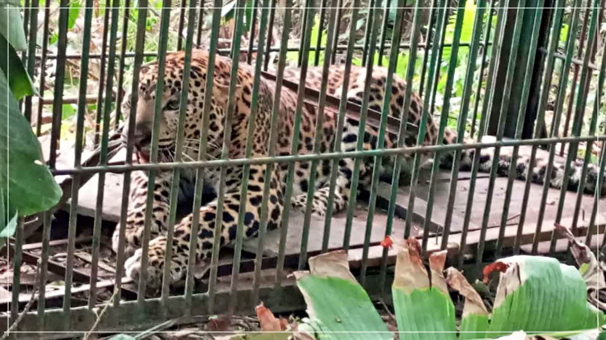 Huge leopard caged by forest department in Tinsukia