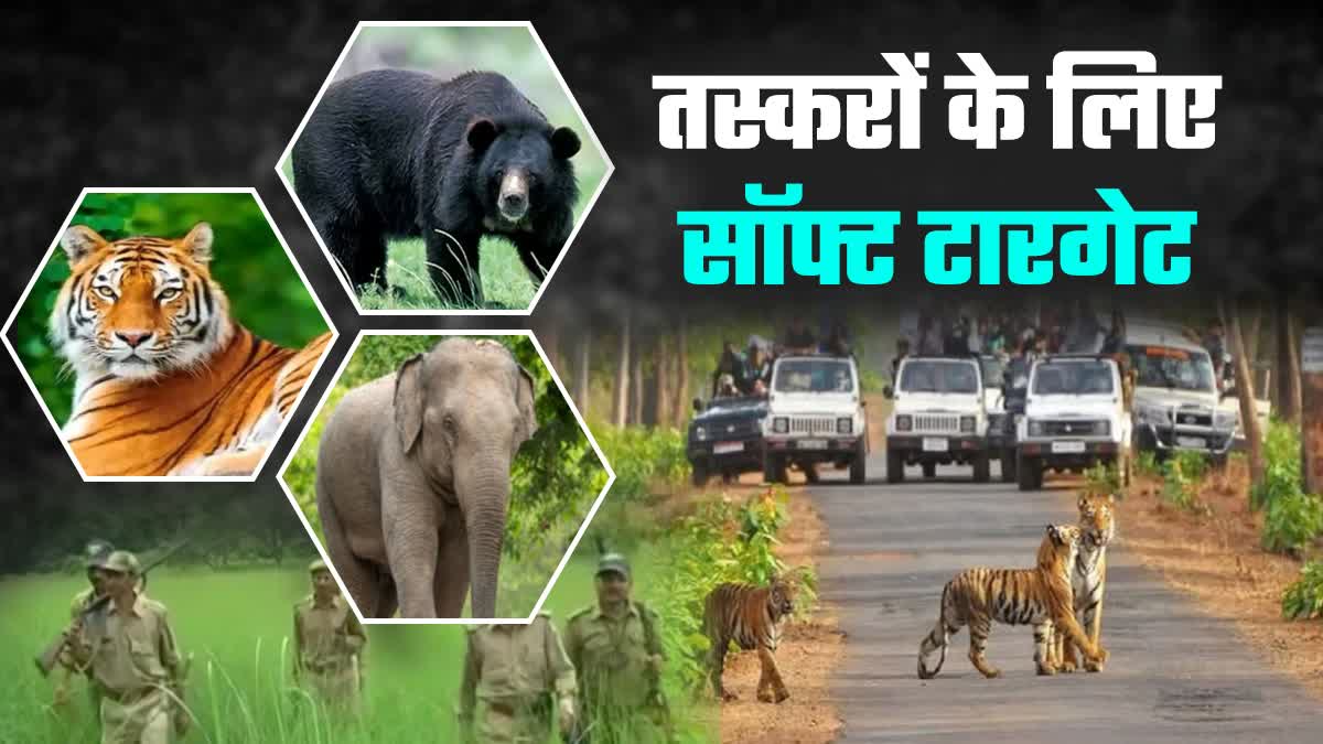 Uttarakhand Wildlife Smuggler