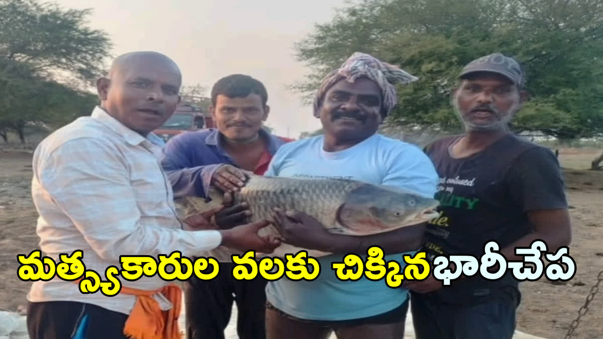 25 KG FISH CAUGHT IN NET NIZAMABAD