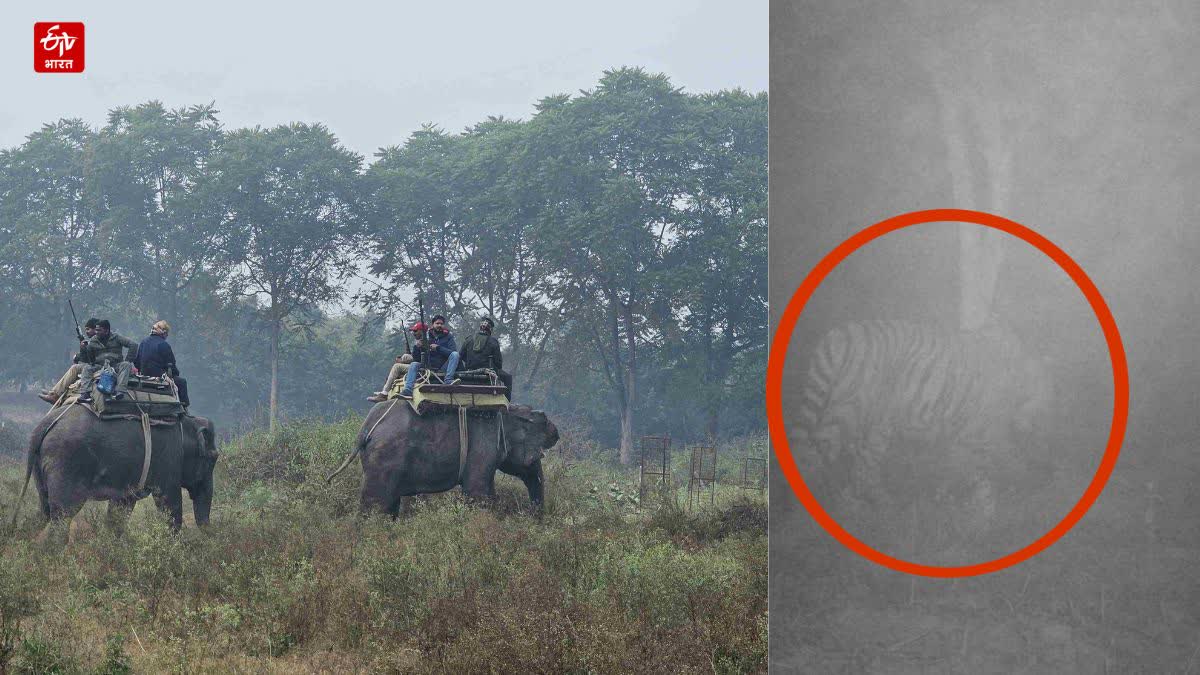 बाघ टीम को लगातार दे रहा चकमा.