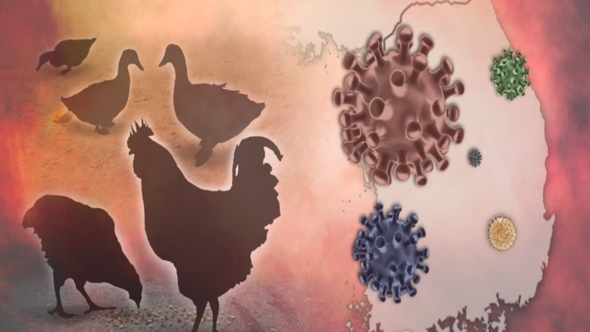 first bird flu related human death in Louisiana